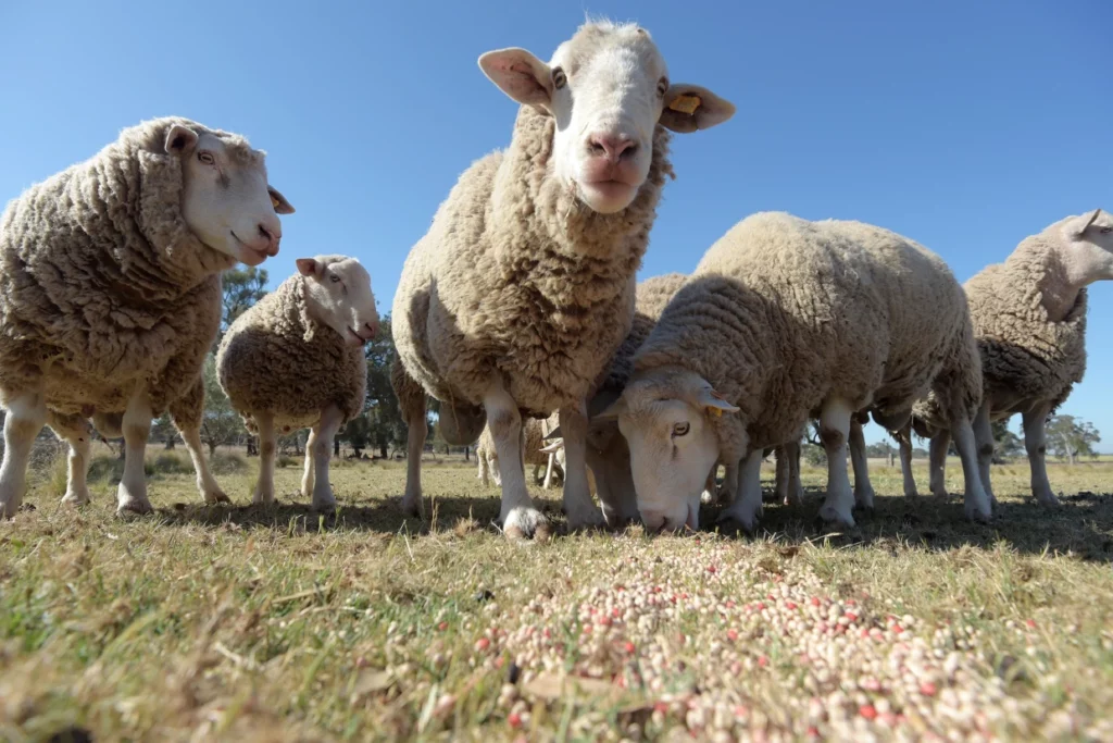 Woolly Dilemma Down Under: Aussie Farmers Flock to Give Away Surplus Sheep! The Baa-rilliant Solution to Australia’s Sheep Overpopulation Crisis!