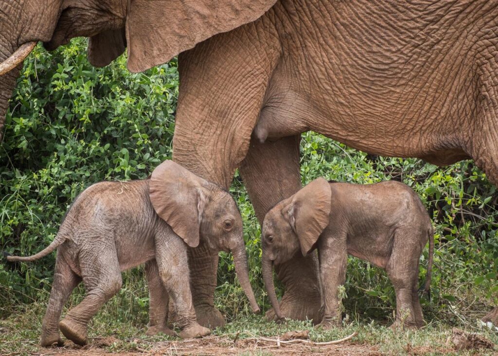 Incredible Footage Captures Miraculous Moment Rare Elephant Twins Enter the World – A Double Delight in Kenya’s Wild Wonders!