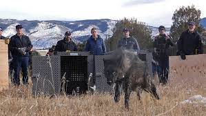 5 Majestic Wolves Unleashed in Colorado, Igniting Hope in Ambitious Reintroduction Mission!