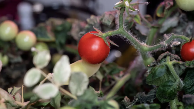 Lost in Space: NASA Astronauts Unearth First-Ever Space Tomato 8 Months Later – The Incredible Journey Revealed!