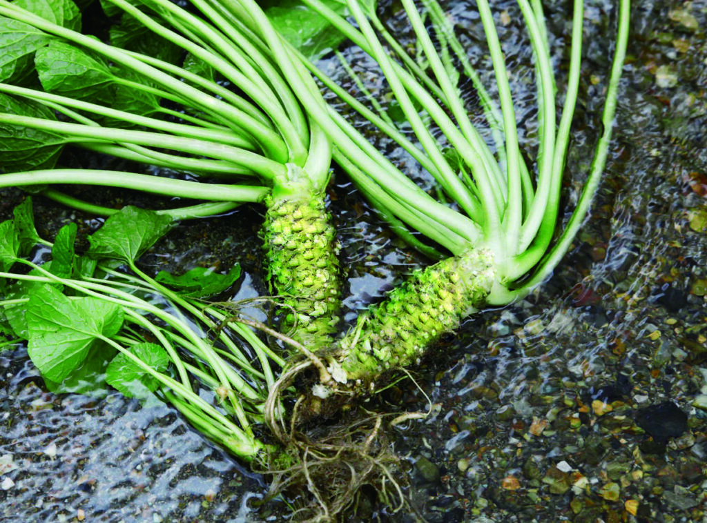 Unveiling the Wasabi Wonder: Japanese Study Reveals Surprising Memory Boost, Sushi Lovers Rejoice!